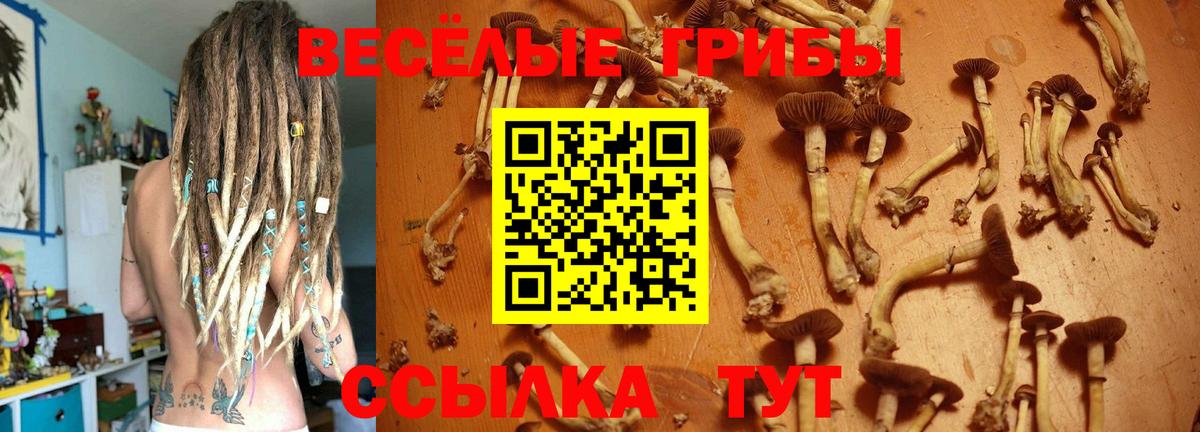 Псилоцибиновые грибы Psilocybe Ишимбай